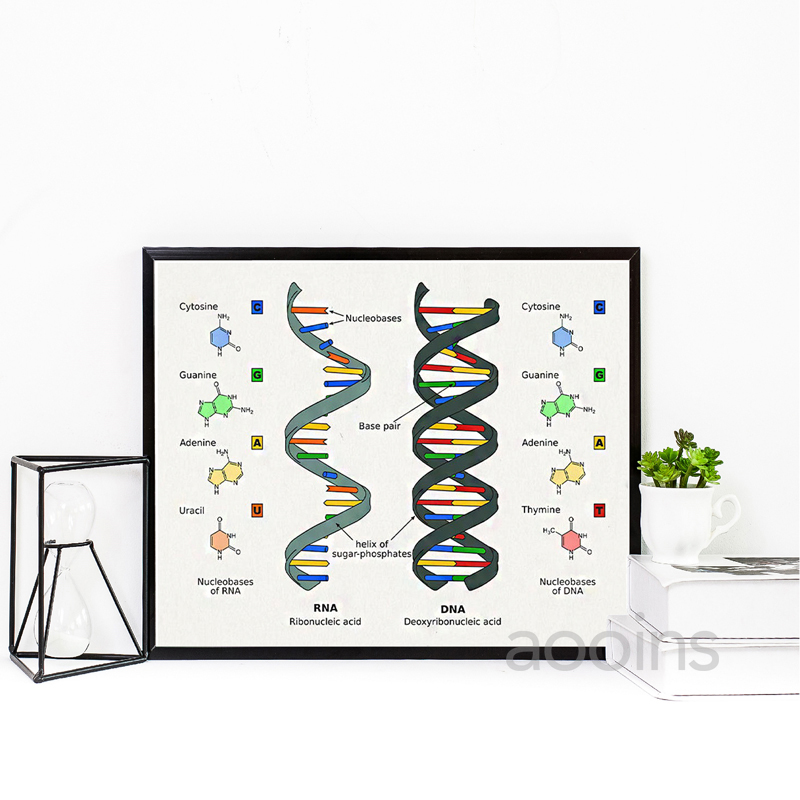 DNA 特許壁アート遺伝学ポスタープリント生物学壁装飾ヴィン - Star Map Poster のレビューと価格